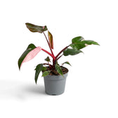 Philodendron 'Pink Princess' with a prominent half-pink leaf, front view