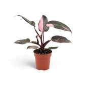 Upright Philodendron 'Pink Princess' with broad pink sectors on dark leaves