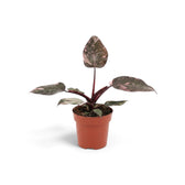 Young Philodendron 'Pink Princess' with burgundy leaves and pink speckles