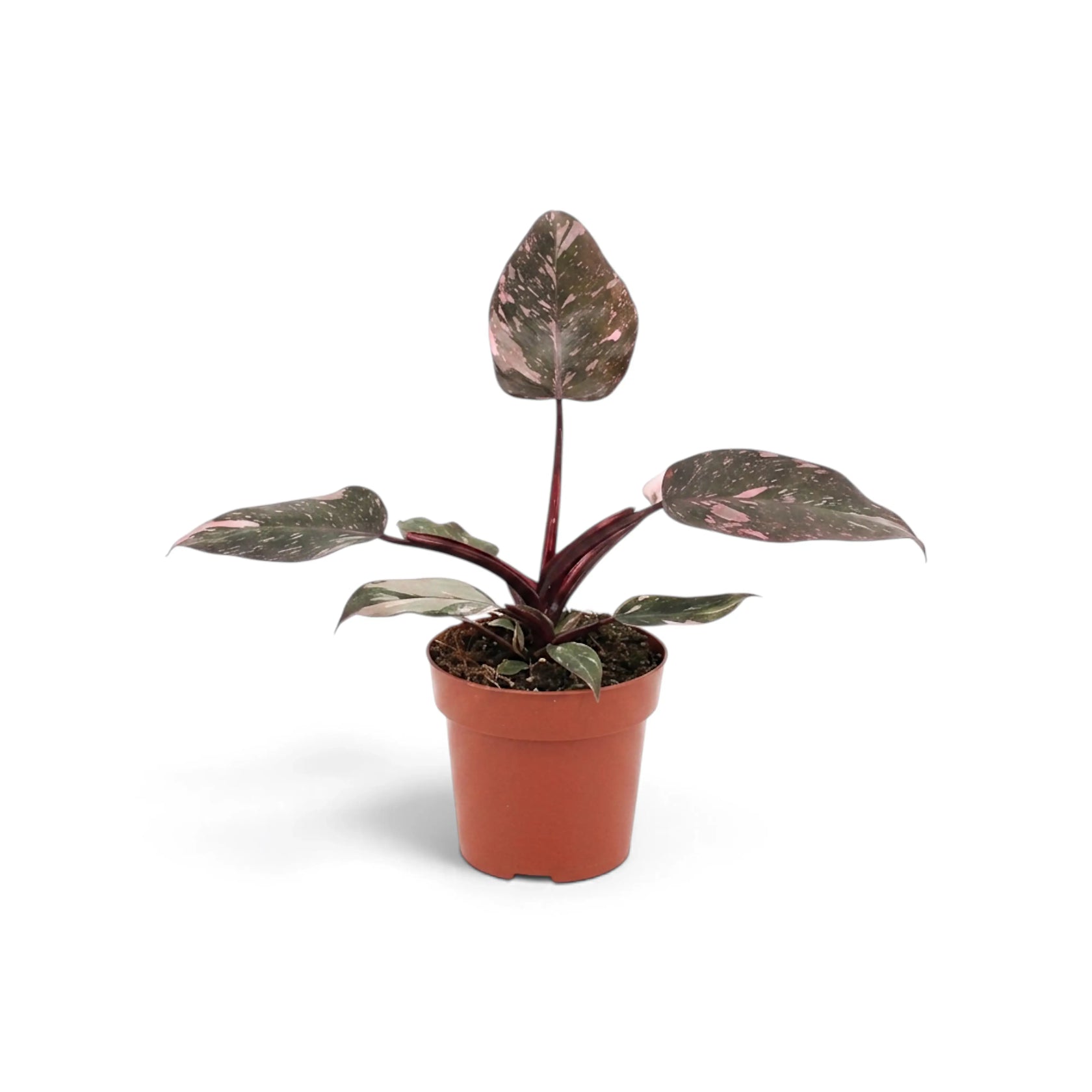Young Philodendron 'Pink Princess' with burgundy leaves and pink speckles