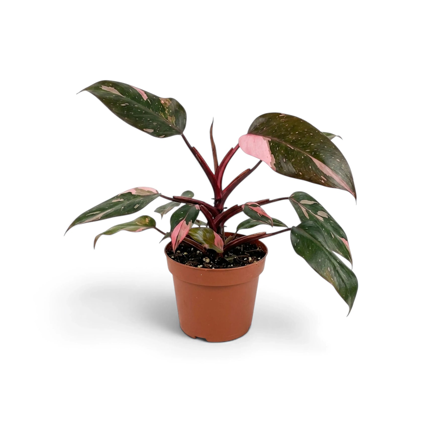 Philodendron 'Pink Princess' | Foliage Factory