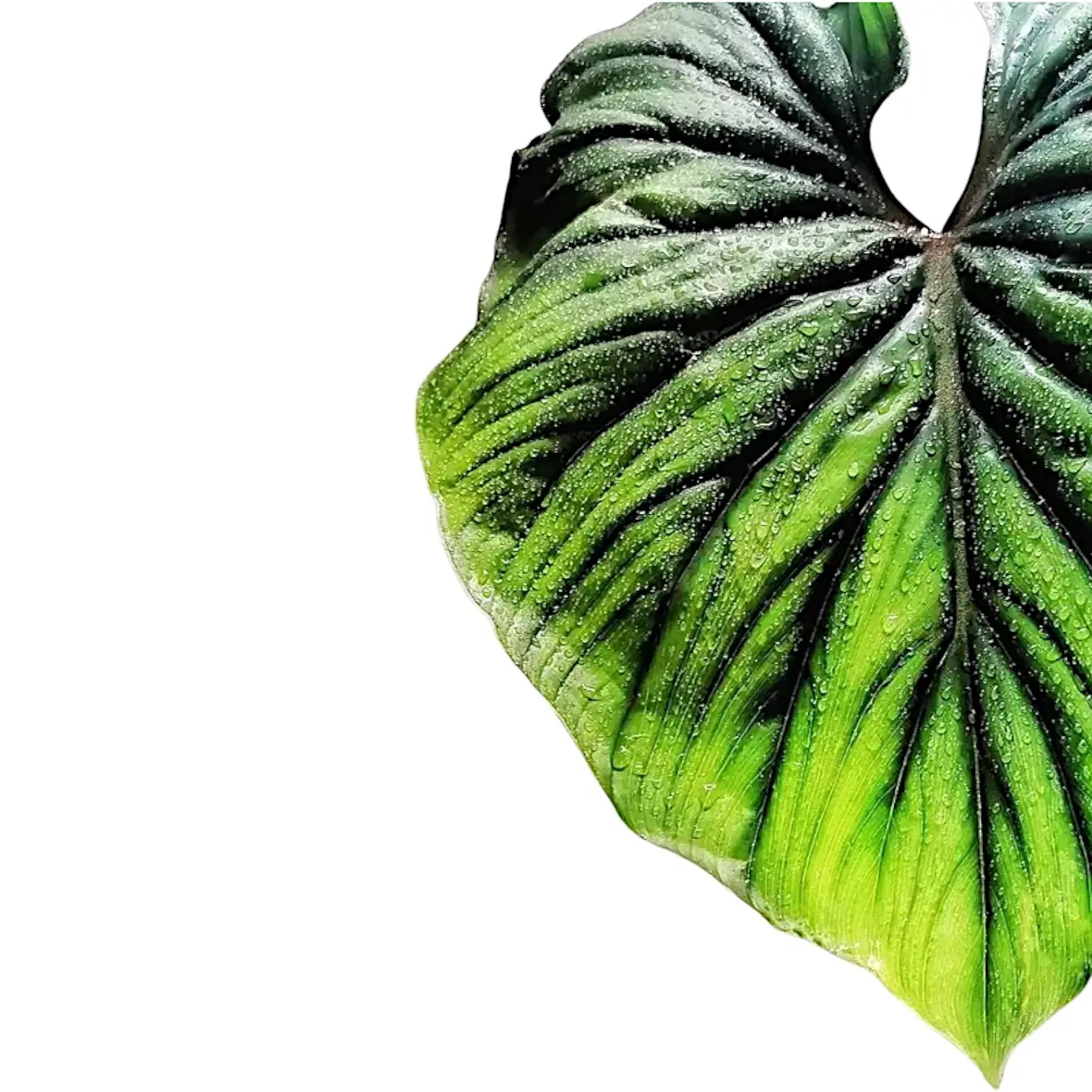 Nahaufnahme eines Blatts von Philodendron plowmanii vor weißem Hintergrund.