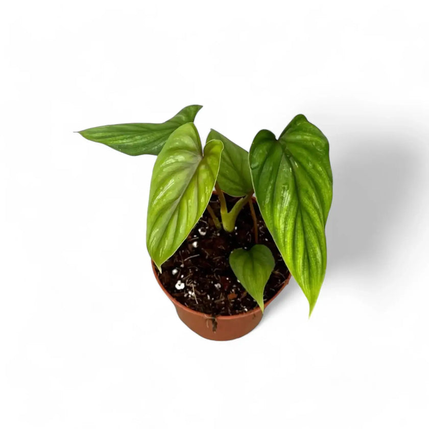 Philodendron plowmanii potted plant in nursery pot on white background.