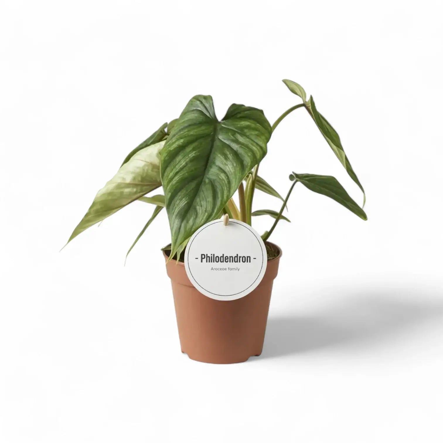Philodendron plowmanii potted plant in nursery pot on white background.