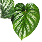 Philodendron plowmanii – Topfpflanze im Kulturtopf vor weißem Hintergrund, Produktfoto 7.