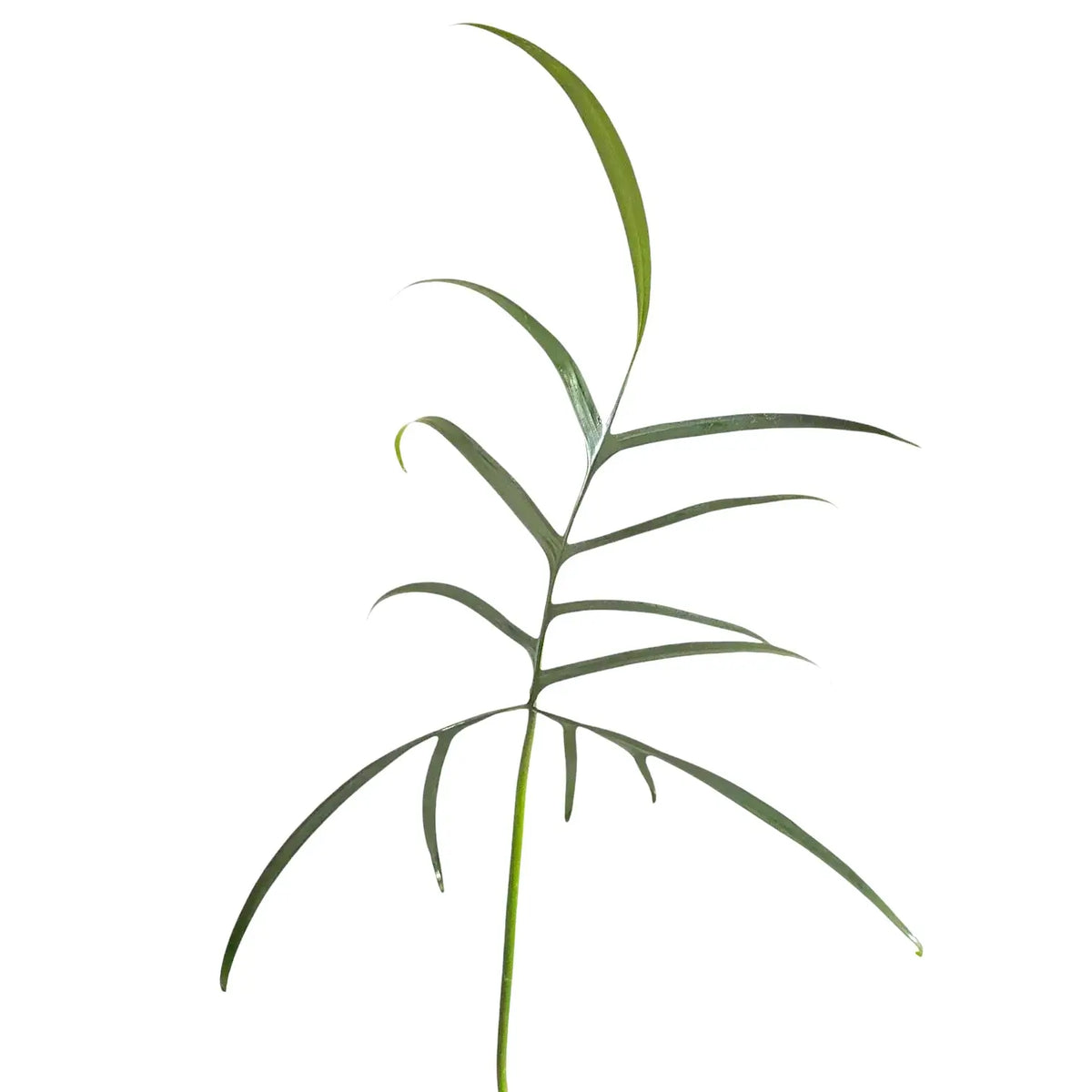 Philodendron polypodioides – Foliage Factory
