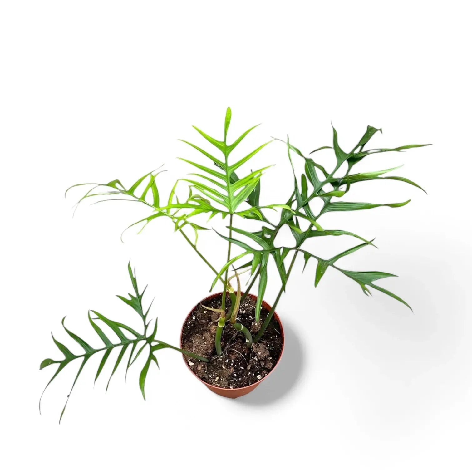 Philodendron polypodioides – Topfpflanze im Kulturtopf vor weißem Hintergrund, Produktfoto 2.