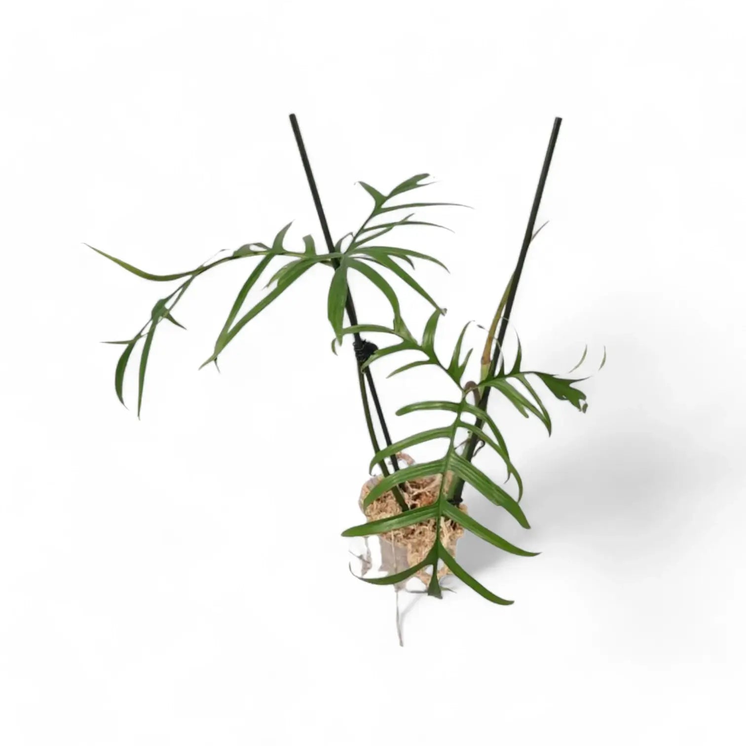 Philodendron polypodioides – Topfpflanze im Kulturtopf vor weißem Hintergrund, Produktfoto 8.