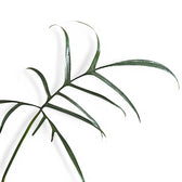 Philodendron polypodioides – Topfpflanze im Kulturtopf vor weißem Hintergrund, Produktfoto 9.