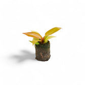 Philodendron 'Prince of Orange' – Zimmerpflanze im Kulturtopf auf weißem Hintergrund, Produktfoto 5.