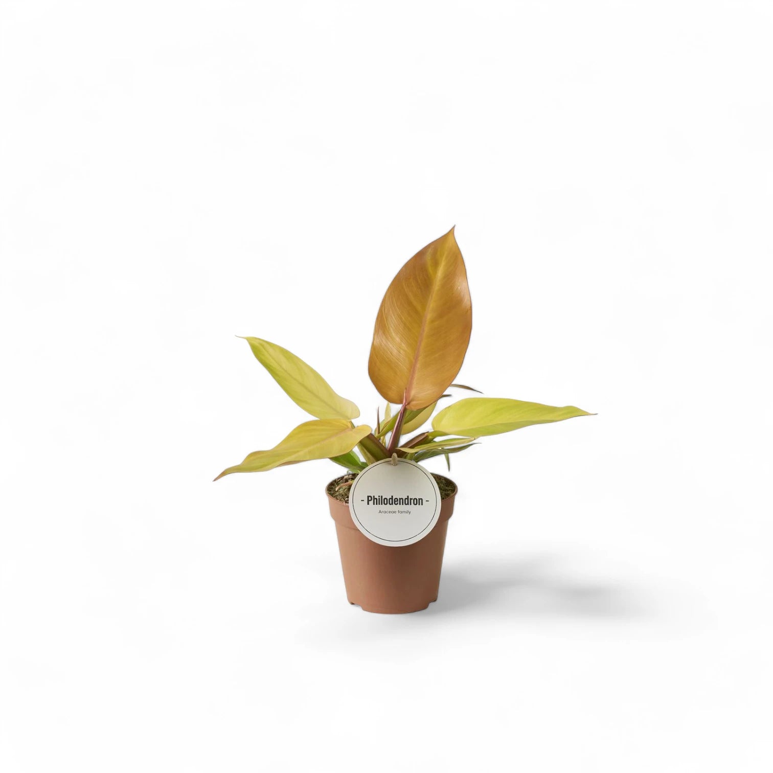 Philodendron 'Prince of Orange' potted plant in nursery pot on white background.