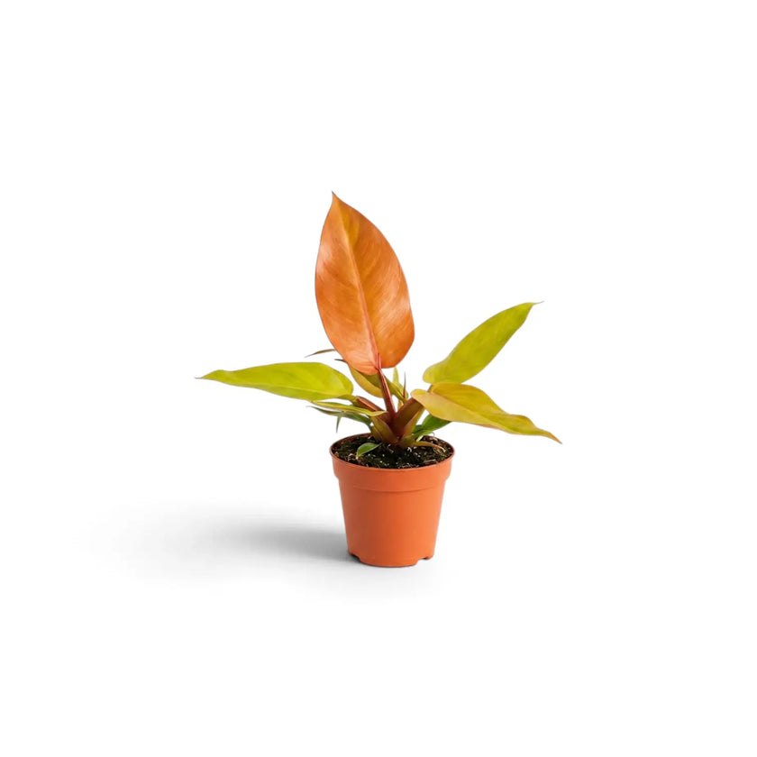 Baby Philodendron ‘Prince of Orange’ with an upright copper-orange new leaf