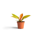 Junger Philodendron ‘Prince of Orange’ mit limettengrünen Blättern und einem kupferfarbenen neuen Blatt