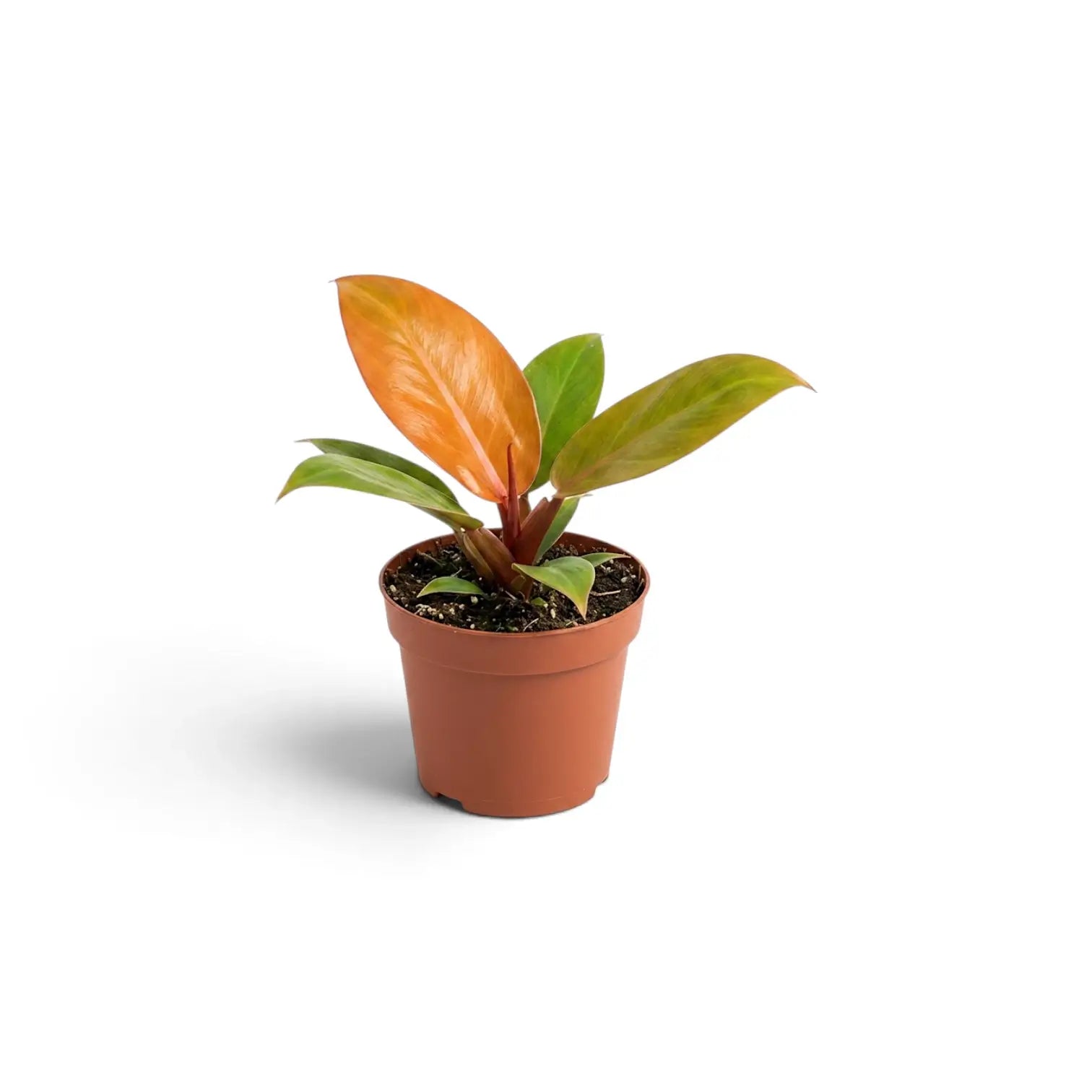 Nahaufnahme eines jungen Philodendron ‘Prince of Orange’ von vorn mit glänzenden orangefarbenen und grünen Blättern