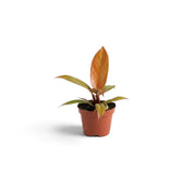 Junger Philodendron ‘Prince of Orange’ von der Seite mit einem bronzeorangefarbenen neuen Blatt