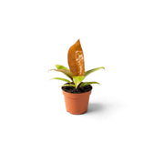 Junger Philodendron ‘Prince of Orange’ mit bronzefarbenen, kupferfarbenen und limettengrünen Blättern in verschiedenen Entwicklungsstadien