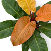 Blätter eines Philodendron ‘Prince of Orange’ in Dunkelgrün, Kupfer und Orange, von oben