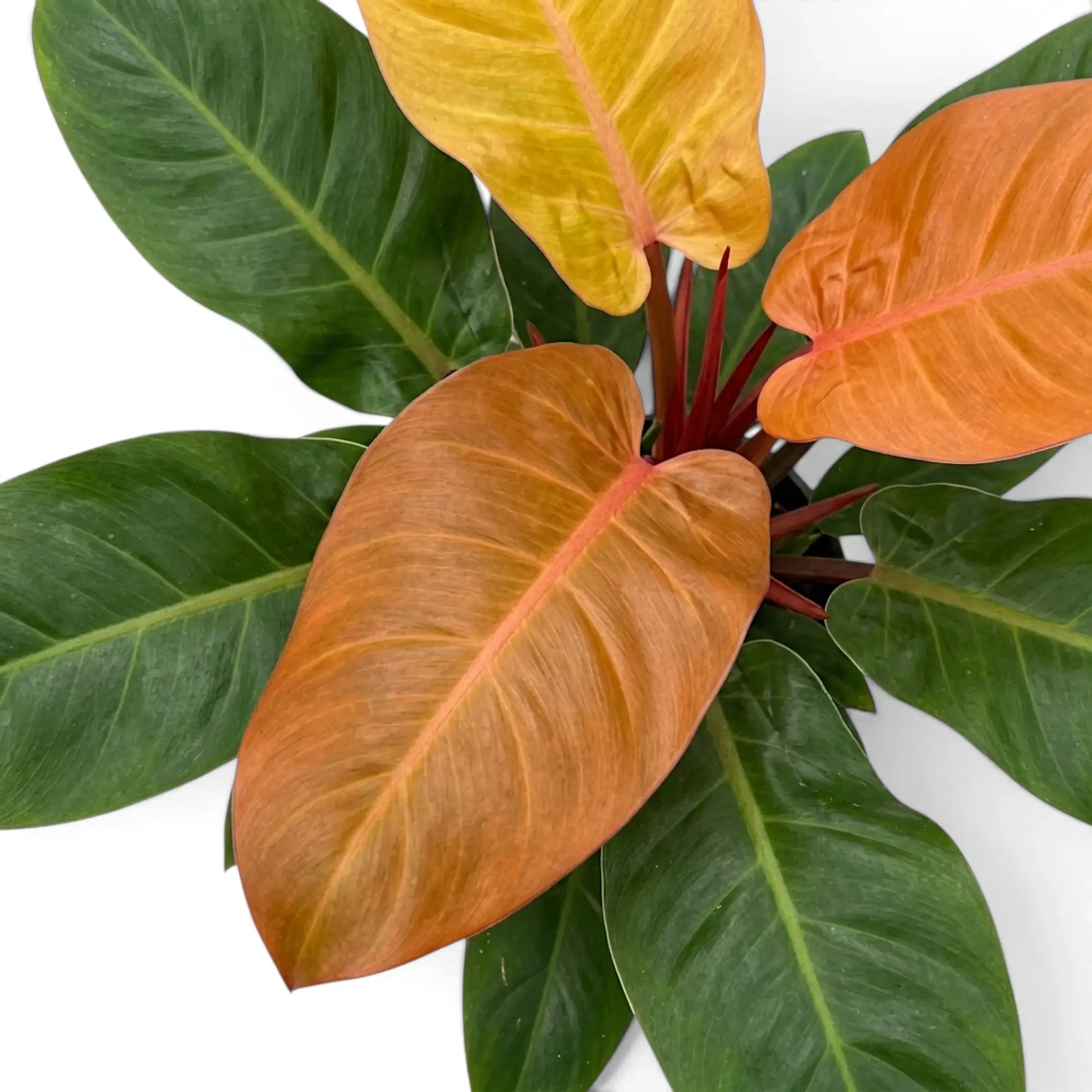 Blätter eines Philodendron ‘Prince of Orange’ in Dunkelgrün, Kupfer und Orange, von oben