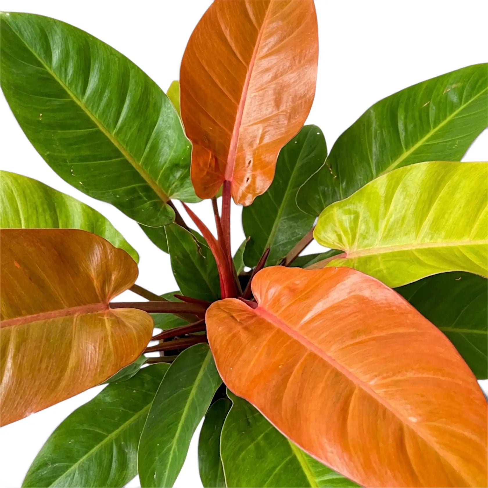 Nahaufnahme eines Philodendron ‘Prince of Orange’ mit übereinanderliegenden kupferfarbenen Blättern und roten Blattstielen