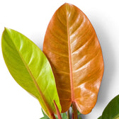 Limettengrüne und kupferfarbene Blätter eines Philodendron ‘Prince of Orange’ in verschiedenen Entwicklungsstadien
