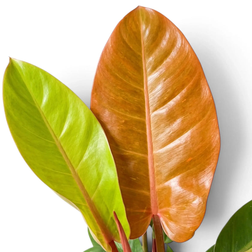 Philodendron ‘Prince of Orange’ lime-green and copper leaves at different growth stages