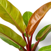 Nahaufnahme der roten Blattstiele und neu austreibenden kupferfarbenen Blätter eines Philodendron ‘Prince of Orange’