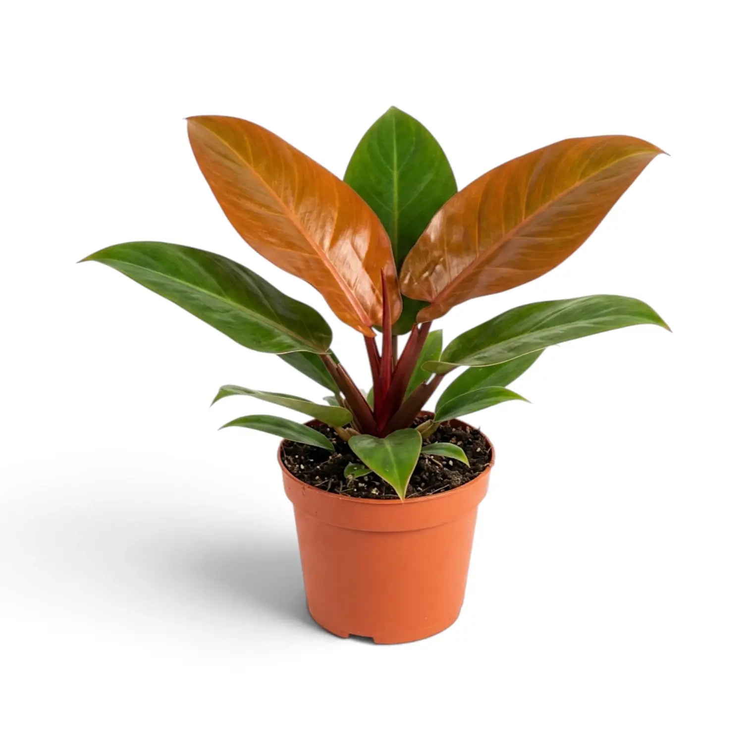 Großer Philodendron ‘Prince of Orange’ mit zwei kupferfarbenen neuen Blättern, von vorn