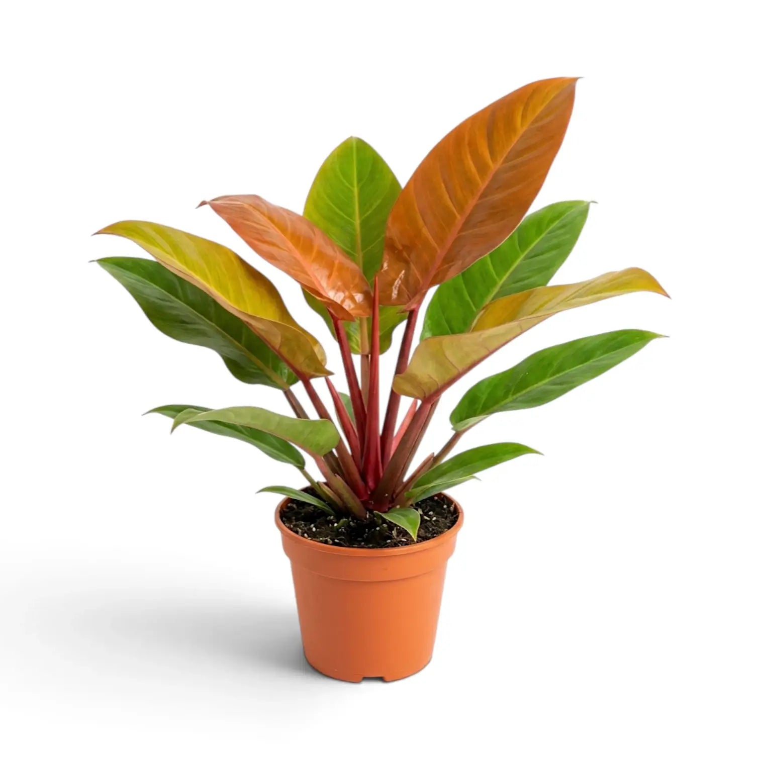 Großer Philodendron ‘Prince of Orange’ mit mehreren kupferfarbenen Blättern und roten Blattstielen