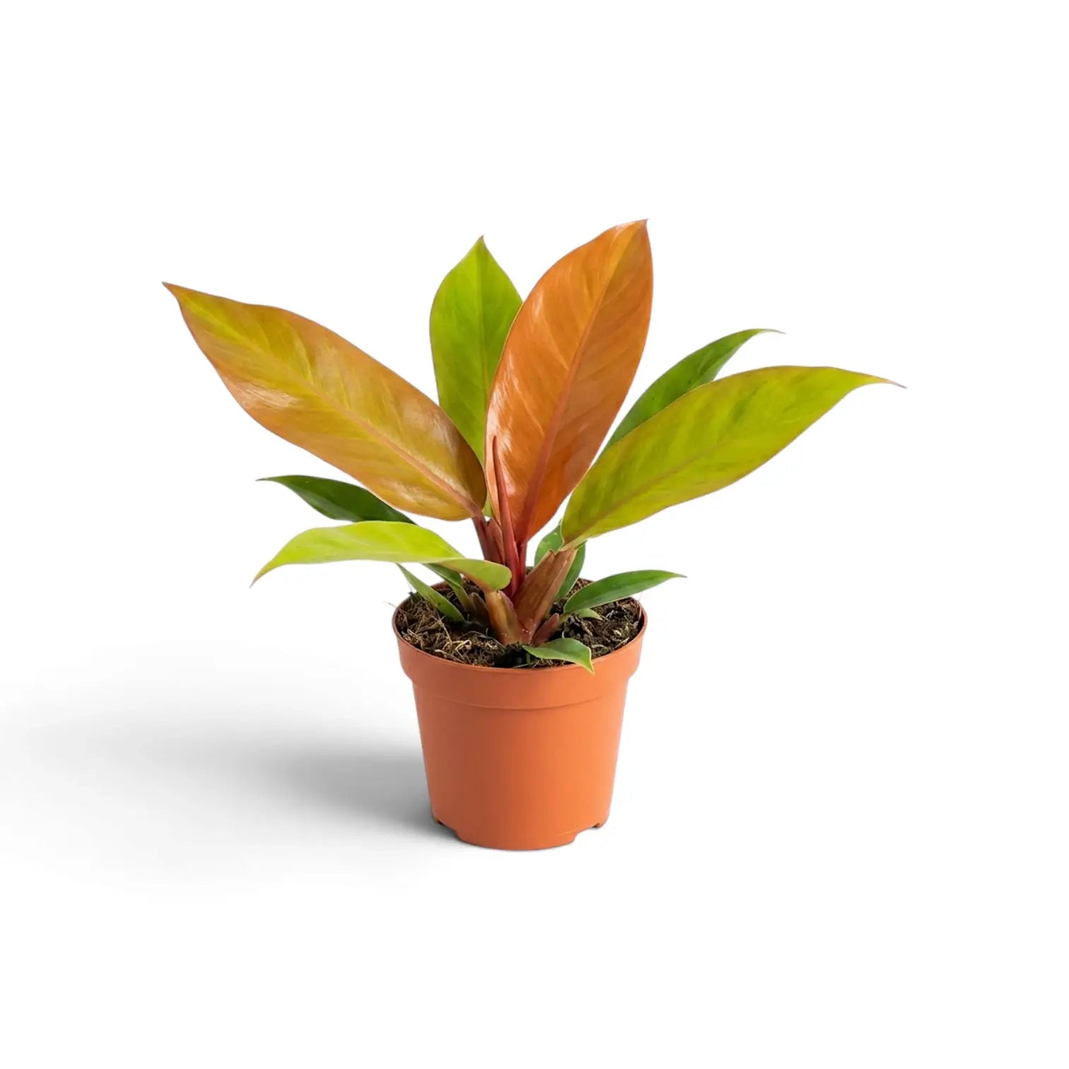 Mittelgroßer Philodendron ‘Prince of Orange’ mit kupferorangefarbenen neuen Blättern über limettengrünem Blattwerk