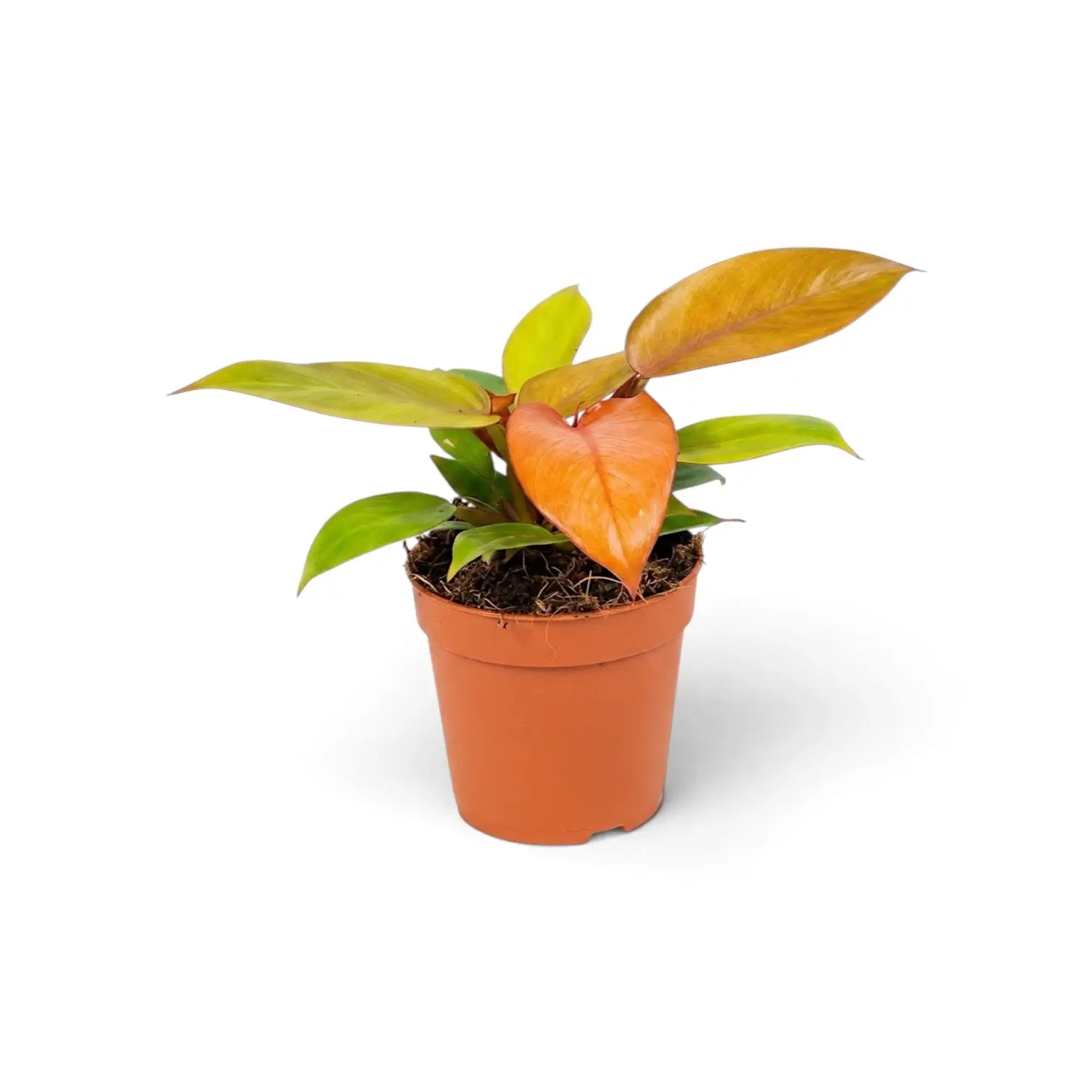 Mittelgroßer Philodendron ‘Prince of Orange’ mit einem breiten orangefarbenen neuen Blatt, aus schrägem Blickwinkel