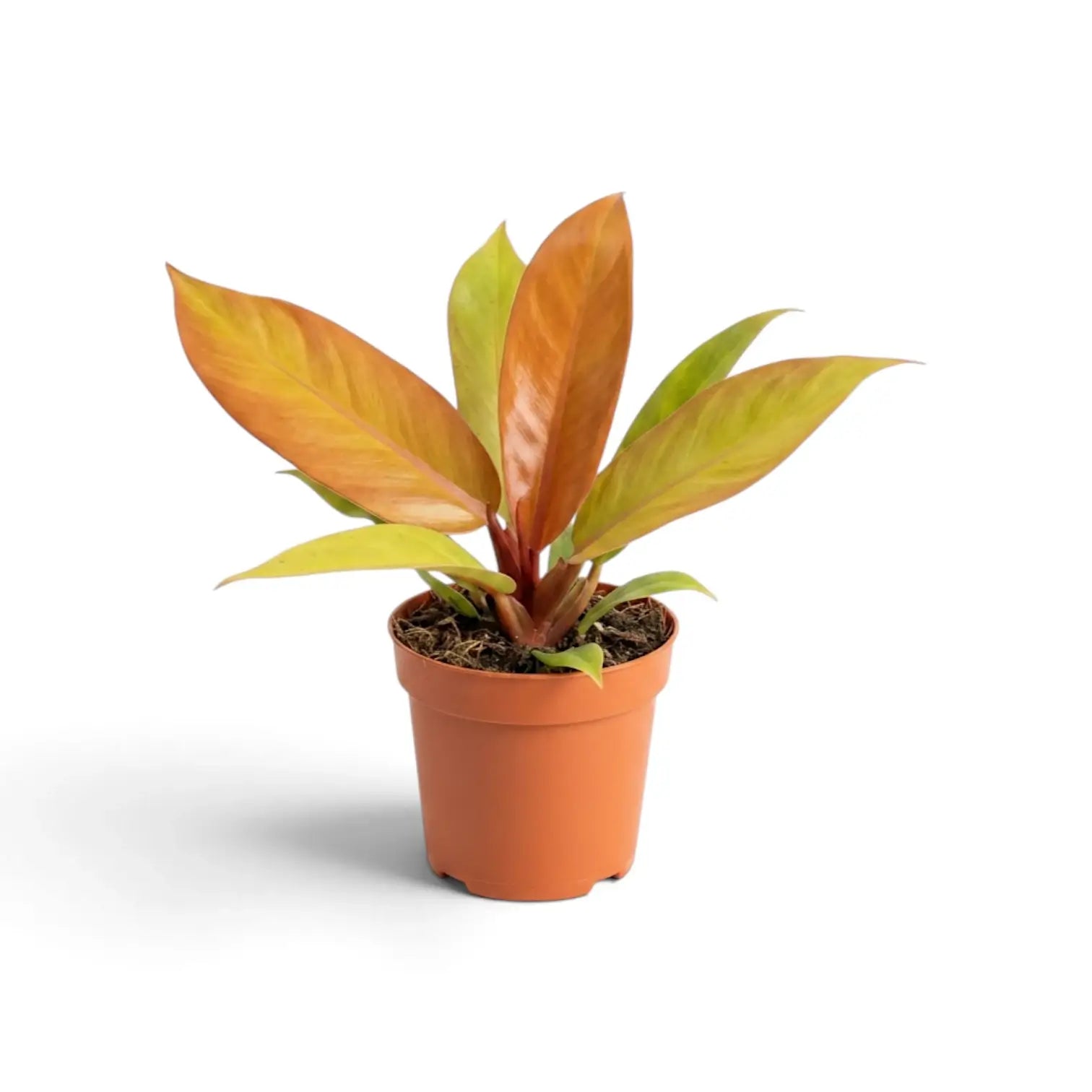 Mittelgroßer Philodendron ‘Prince of Orange’ mit zwei kupferfarbenen neuen Blättern über limettengrünem Blattwerk