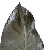 Philodendron 'Purple Congo' leaf detail on white background.