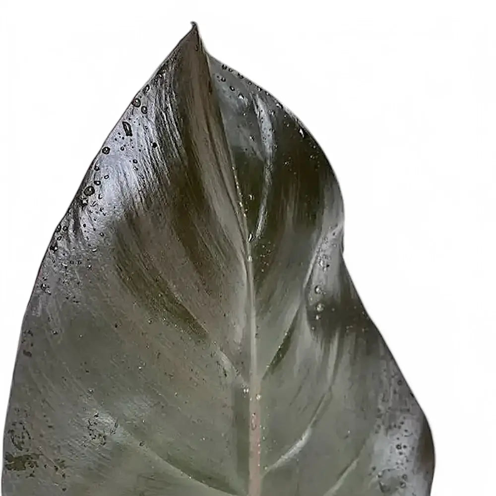 Philodendron 'Purple Congo' leaf detail on white background.