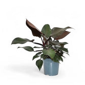 Philodendron 'Purple Congo' potted plant in nursery pot on white background.
