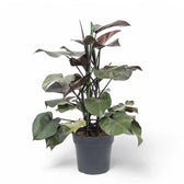 Philodendron 'Purple Congo' potted plant in nursery pot on white background.