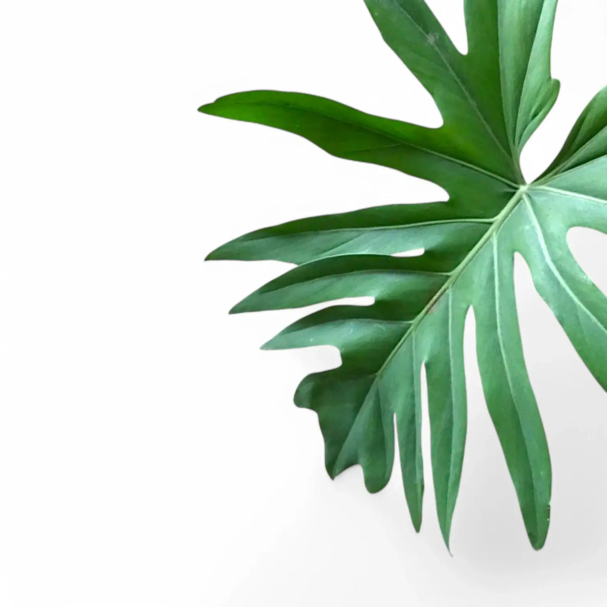 philodendron radiatum variegata Philodendron radiatum – Foliage Factory