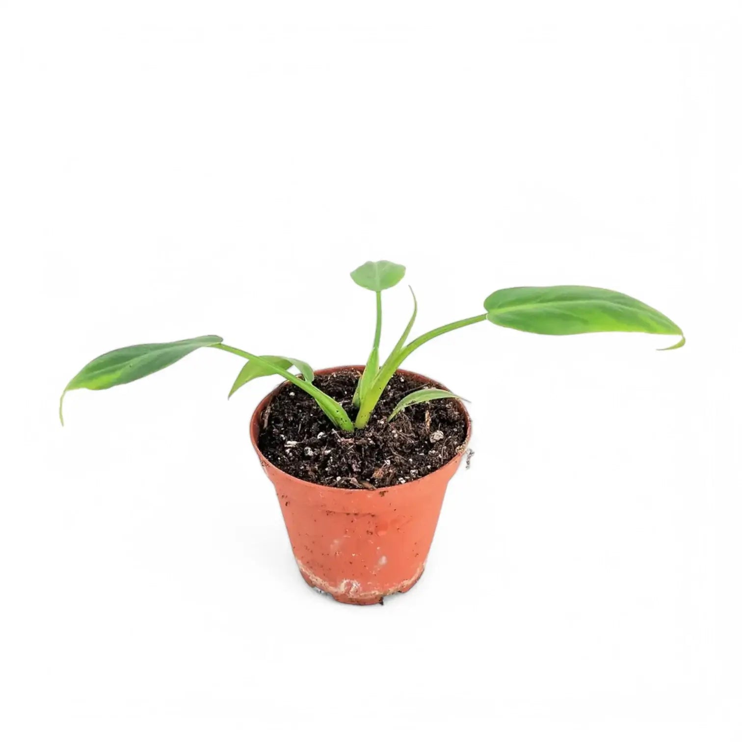 Philodendron radiatum potted plant in nursery pot on white background.