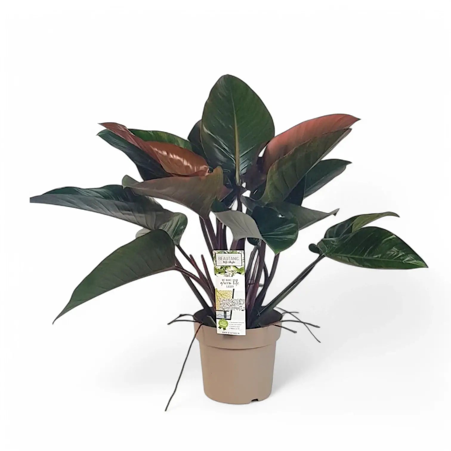 Philodendron 'Red beauty' potted plant in nursery pot on white background.