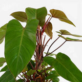 Close-up of Philodendron 'Red Emerald' leaves.