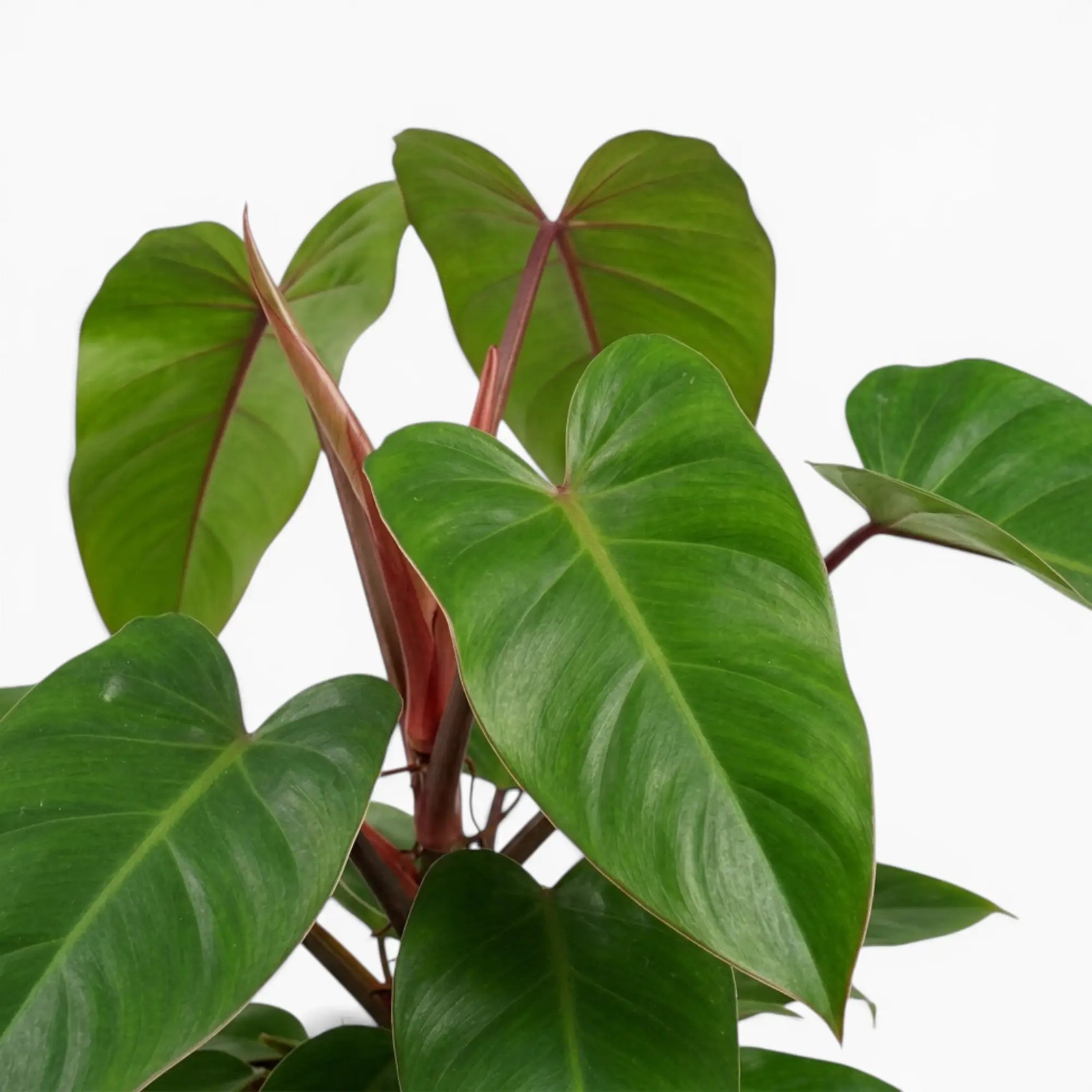 Close-up of Philodendron 'Red Emerald' leaves.