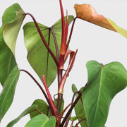 Close-up of Philodendron 'Red Emerald' leaves.