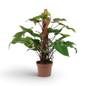 Philodendron 'Red Emerald' plant in a nursery pot.