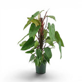 Philodendron 'Red Emerald' plant in a nursery pot.