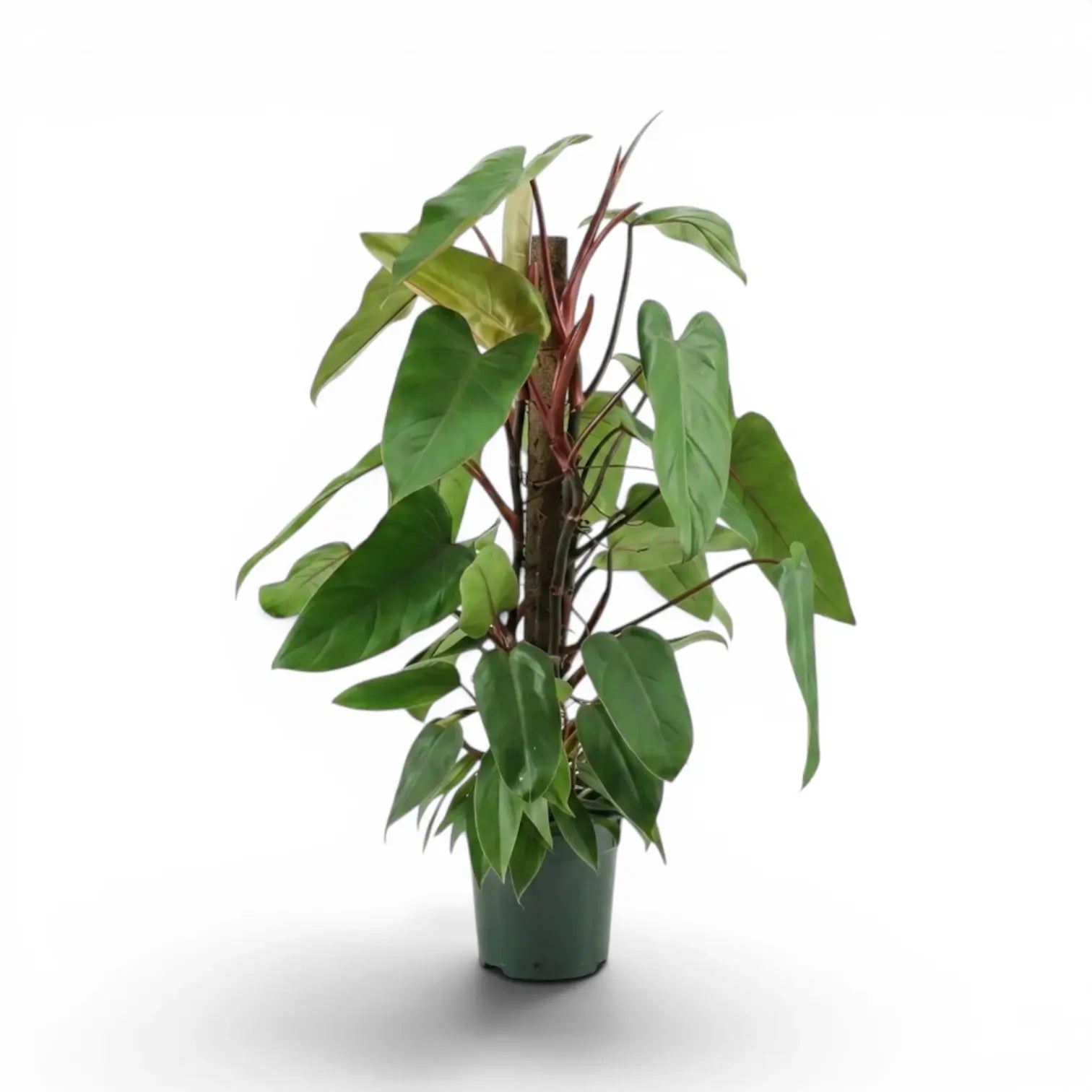 Philodendron 'Red Emerald' plant in a nursery pot.