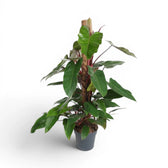 Philodendron 'Red Emerald' plant in a nursery pot.
