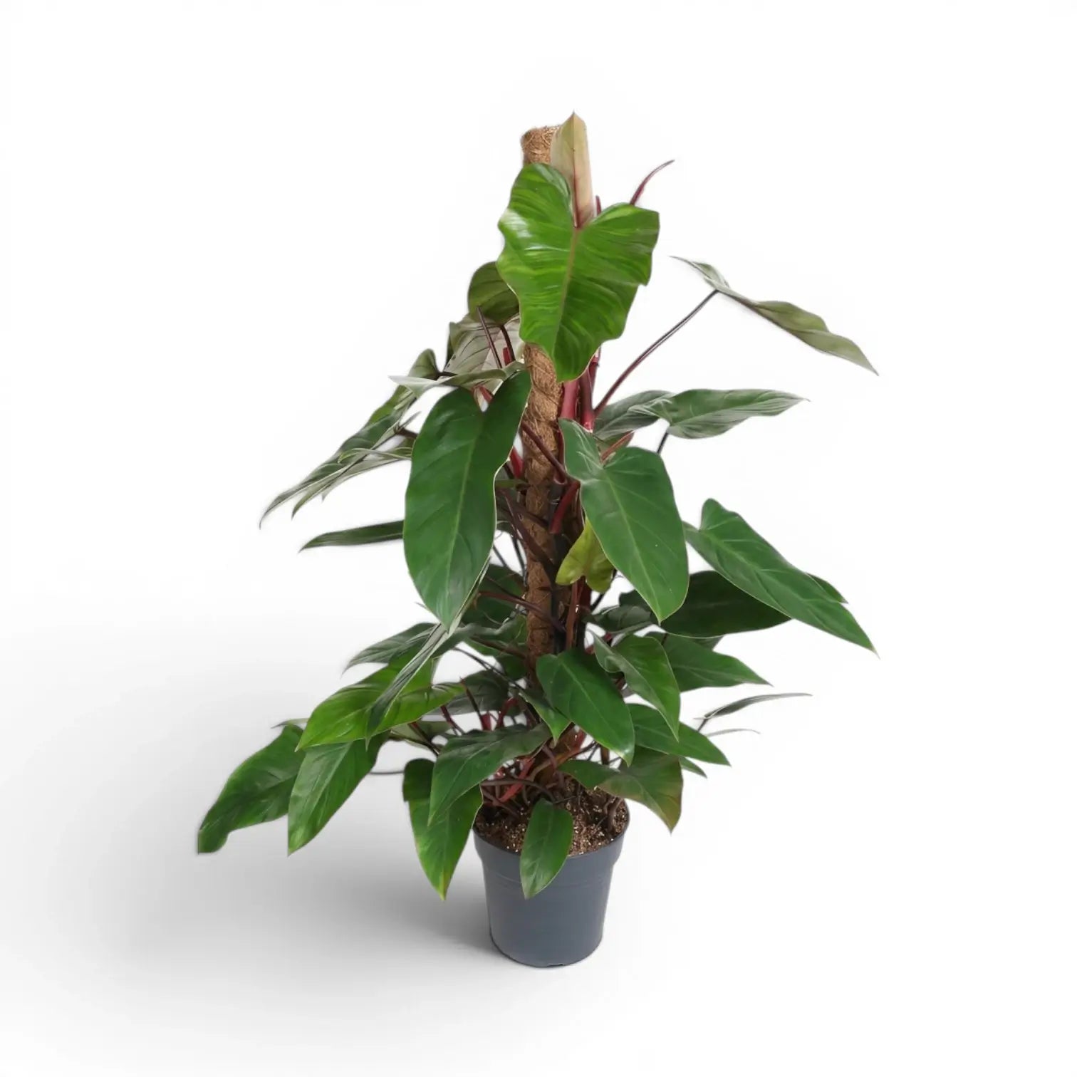 Philodendron 'Red Emerald' plant in a nursery pot.