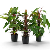Philodendron 'Red Emerald' plant in a nursery pot.