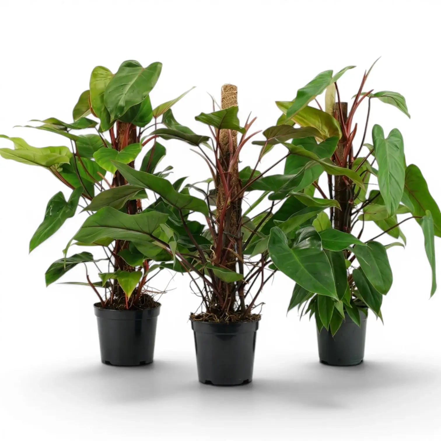 Philodendron 'Red Emerald' plant in a nursery pot.