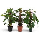 Philodendron 'Red Emerald' plant in a nursery pot.