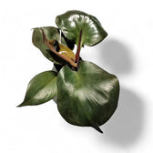 Philodendron 'Red Heart' leaf detail on white background.
